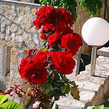 Διαμέρισμα Nikola *